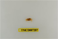 藏品(粗掌開口蟹)的圖片